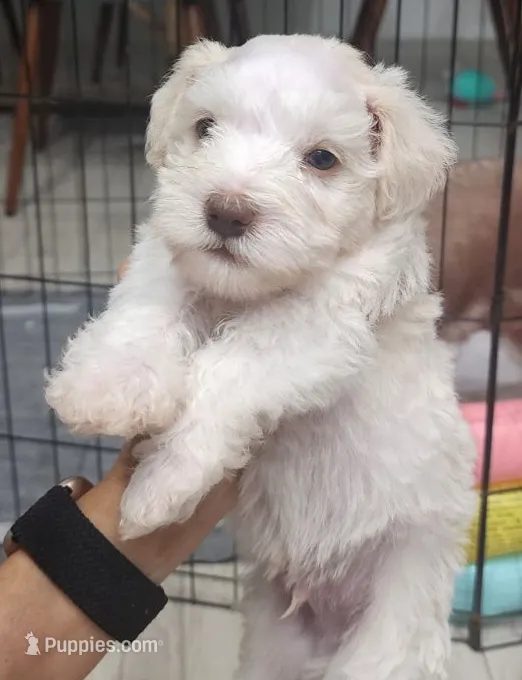 Bruno – Miniature Schnauzer puppy for sale in West Palm Beach, FL