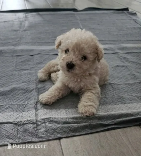 Latte – Miniature Schnauzer puppy for sale in West Palm Beach, FL