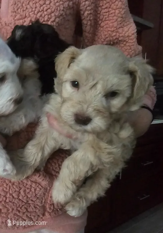 Snickers – Miniature Schnauzer puppy for sale in West Palm Beach, FL