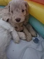 Snickers, a male Miniature Schnauzer for sale in West Palm Beach, FL – 2 of 6