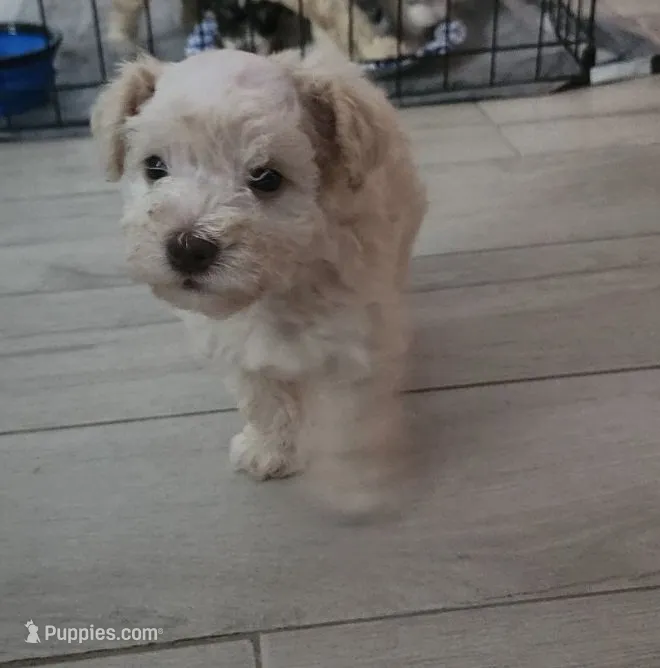 Latte – Miniature Schnauzer puppy for sale in West Palm Beach, FL