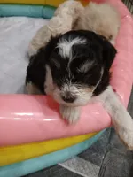 Oreo, a female Miniature Schnauzer for sale in West Palm Beach, FL – 3 of 7