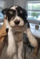 Oreo, a female Miniature Schnauzer for sale in West Palm Beach, FL – 4 of 7