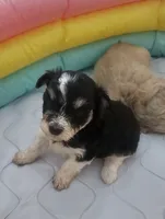 Oreo, a female Miniature Schnauzer for sale in West Palm Beach, FL – 1 of 7