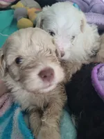 Latte, a female Miniature Schnauzer for sale in West Palm Beach, FL – 2 of 6