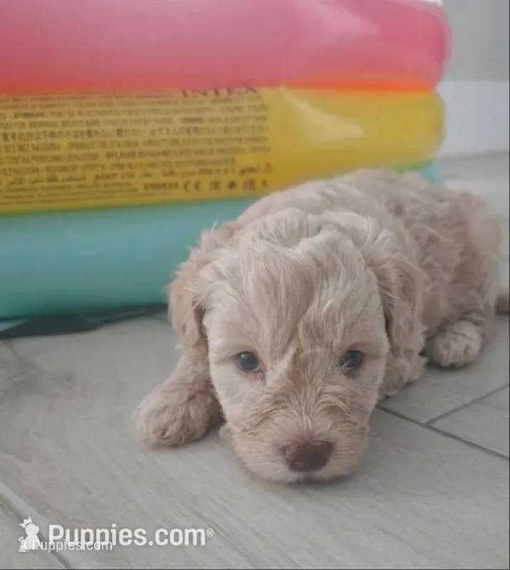 Snickers – Miniature Schnauzer puppy for sale in West Palm Beach, FL