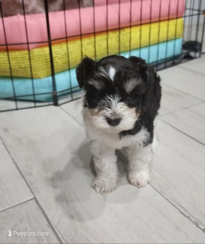 Oreo – Miniature Schnauzer puppy for sale in West Palm Beach, FL