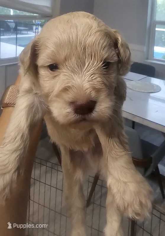 Snickers – Miniature Schnauzer puppy for sale in West Palm Beach, FL