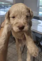Snickers, a male Miniature Schnauzer for sale in West Palm Beach, FL – 1 of 6