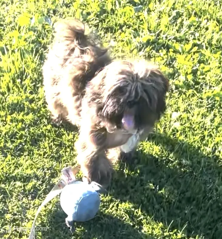 Galileo (Leo) / (Gus Gus) – Shih Tzu puppy for sale in Banning, CA
