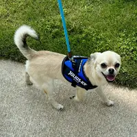 Chico, a male Chihuahua for sale in Chelsea, AL – Photo 3 of 6