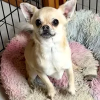 Chico, a male Chihuahua for sale in Chelsea, AL – Photo 4 of 6