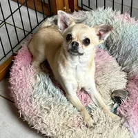 Chico, a male Chihuahua for sale in Chelsea, AL – Photo 5 of 6