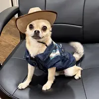 Chico, a male Chihuahua for sale in Chelsea, AL – Photo 2 of 6