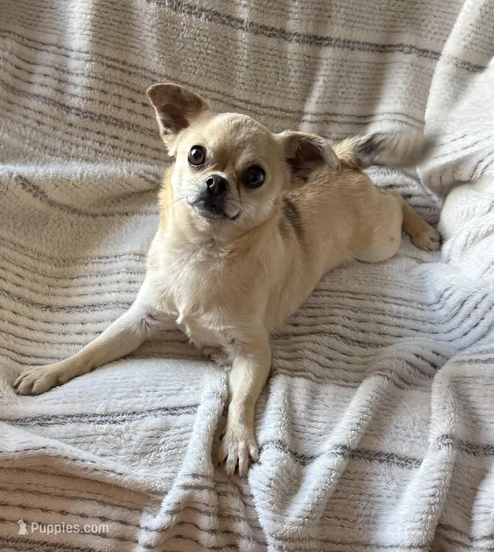 Chico – Chihuahua puppy for sale in Chelsea, AL