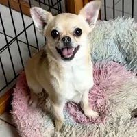 Chico, a male Chihuahua for sale in Chelsea, AL – Photo 6 of 6