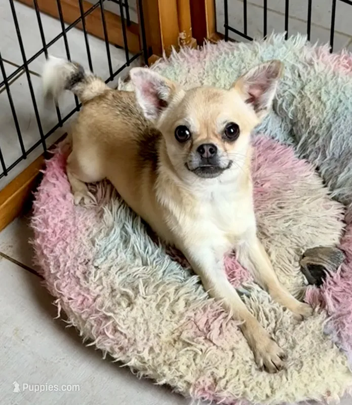 Chico – Chihuahua puppy for sale in Chelsea, AL