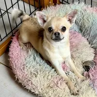 Chico, a male Chihuahua for sale in Chelsea, AL – Photo 1 of 6