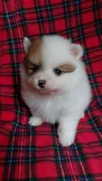 Daisy, a female Pomeranian for sale in Fort Lauderdale, FL – 6 of 10