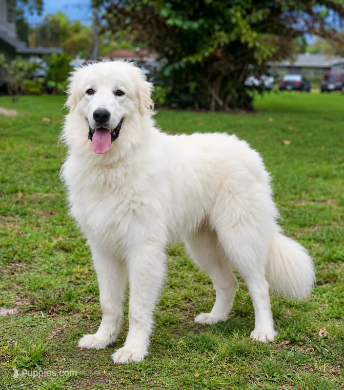 Blu (Baloo) – Great Pyrenees puppy for sale in Fort Lauderdale, FL
