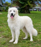 Blu (Baloo), a male Great Pyrenees for sale in Fort Lauderdale, FL – 1 of 3
