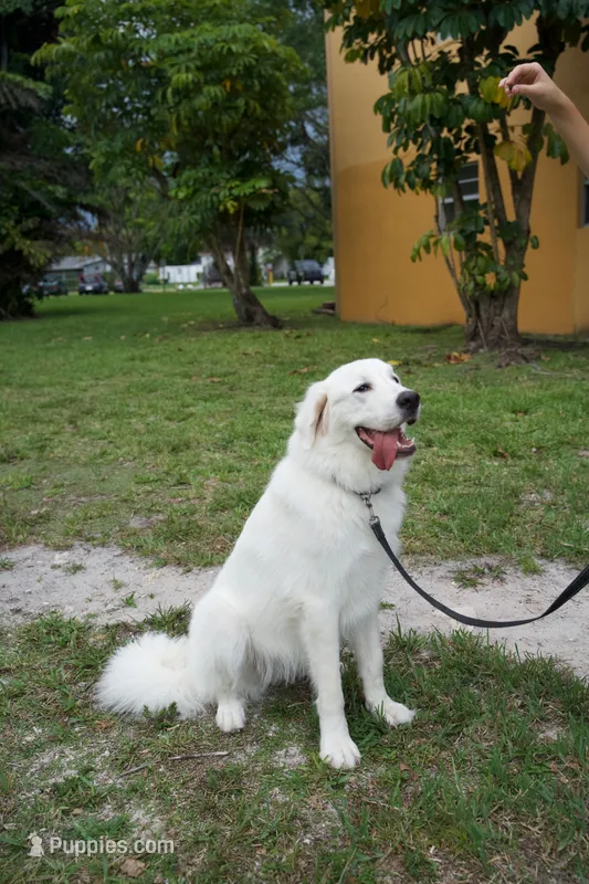 Elsa – Great Pyrenees puppy for sale in Fort Lauderdale, FL