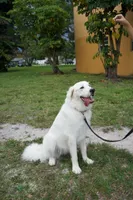 Elsa, a female Great Pyrenees for sale in Fort Lauderdale, FL – 1 of 6