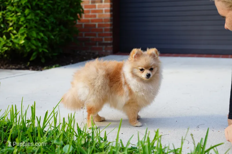 Athena – Pomeranian puppy for sale in Fort Lauderdale, FL