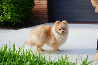 Athena, a female Pomeranian for sale in Fort Lauderdale, FL – 1 of 8