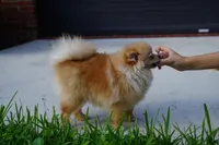 Athena, a female Pomeranian for sale in Fort Lauderdale, FL – 7 of 8