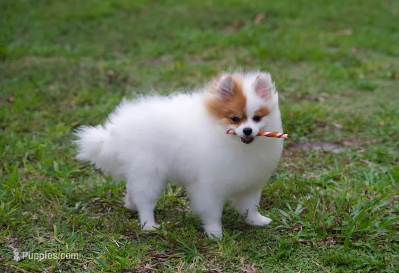 Daisy – Pomeranian puppy for sale in Fort Lauderdale, FL