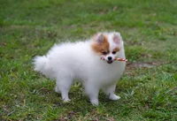 Daisy, a female Pomeranian for sale in Fort Lauderdale, FL – 1 of 10