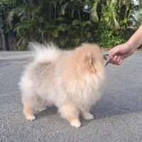 Bear Ozzy, a male Pomeranian for sale in Fort Lauderdale, FL – 7 of 8