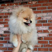 Bear Ozzy, a male Pomeranian for sale in Fort Lauderdale, FL – 6 of 8