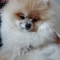 Bear Ozzy, a male Pomeranian for sale in Fort Lauderdale, FL – 8 of 8