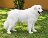 Blu (Baloo), a male Great Pyrenees for sale in Fort Lauderdale, FL – 3 of 3