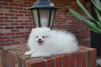 Lina, a female Pomeranian for sale in Fort Lauderdale, FL – 9 of 9