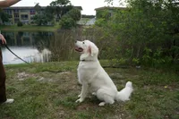 Elsa , a female Great Pyrenees for sale in Fort Lauderdale, FL – 4 of 9