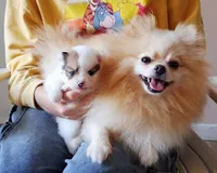 Daisy, a female Pomeranian for sale in Fort Lauderdale, FL – 8 of 10