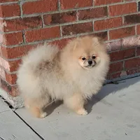 Bear Ozzy, a male Pomeranian for sale in Fort Lauderdale, FL – 3 of 8