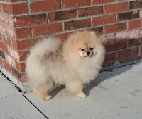 Bear Ozzy, a male Pomeranian for sale in Fort Lauderdale, FL – Photo 3 of 8