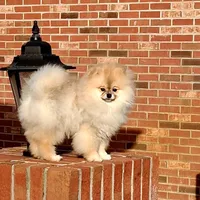 Bear Ozzy, a male Pomeranian for sale in Fort Lauderdale, FL – 5 of 8