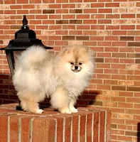 Bear Ozzy, a male Pomeranian for sale in Fort Lauderdale, FL – Photo 5 of 8