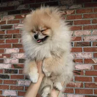 Bear Ozzy, a male Pomeranian for sale in Fort Lauderdale, FL – 4 of 8