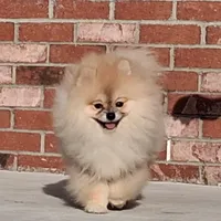 Bear Ozzy, a male Pomeranian for sale in Fort Lauderdale, FL – 2 of 8
