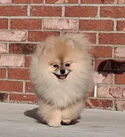 Bear Ozzy, a male Pomeranian for sale in Fort Lauderdale, FL – Photo 2 of 8