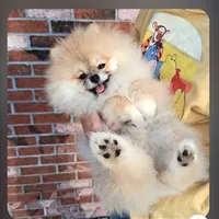 Bear Ozzy, a male Pomeranian for sale in Fort Lauderdale, FL – 1 of 8