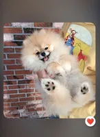 Bear Ozzy, a male Pomeranian for sale in Fort Lauderdale, FL – Photo 1 of 8