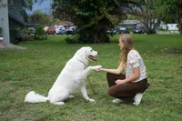 Elsa, a female Great Pyrenees for sale in Fort Lauderdale, FL – 3 of 6