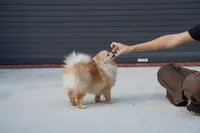 Athena, a female Pomeranian for sale in Fort Lauderdale, FL – 5 of 8